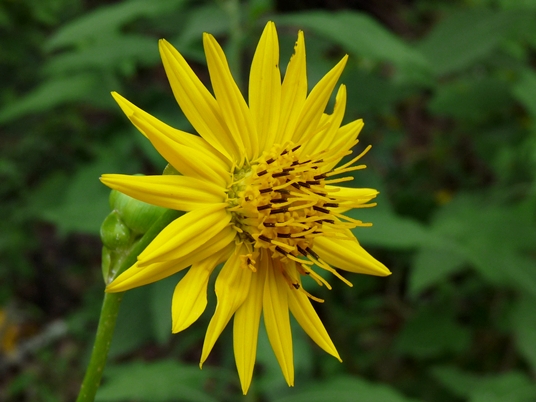 {Silphium pinnatifidum}